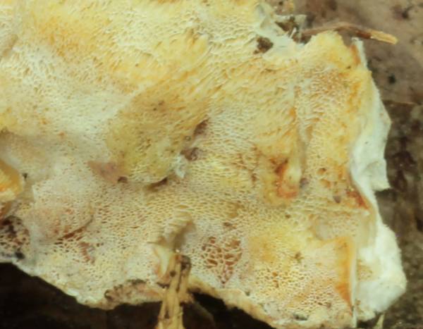 Oligoporus?? (Skeletocutis amorpha)